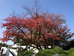 2016-11-13-2桜紅葉